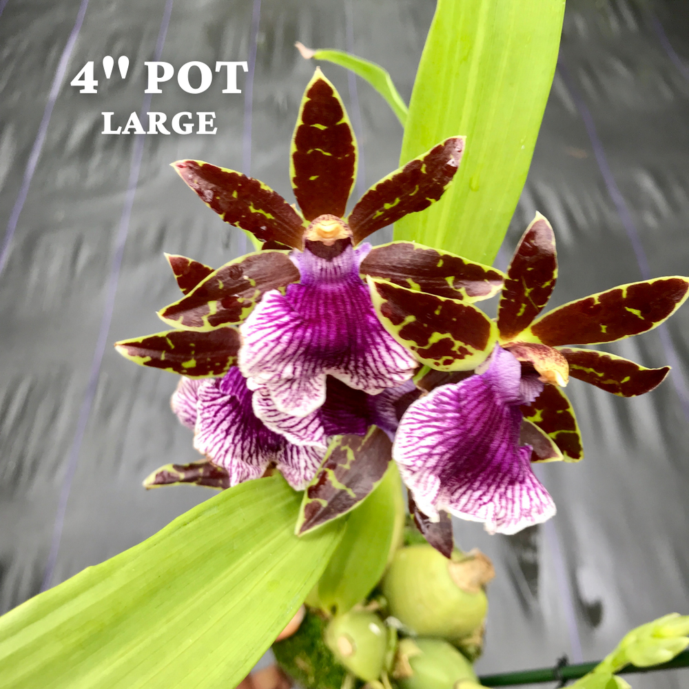 Zygo. QF 'no 'ino — Palmer Orchids